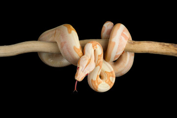 Snake red-tailed boa hanging on a branch isolated on black background