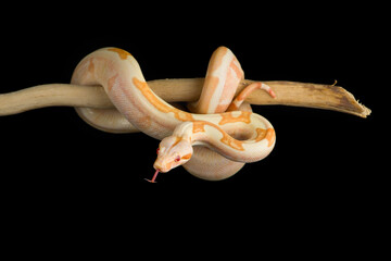 Snake red-tailed boa hanging on a branch isolated on black background