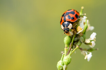Chinita insecto