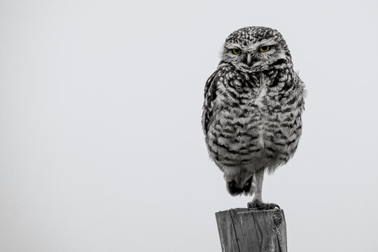 Buho (Owl)