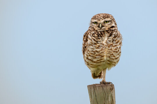 Buho (owl)