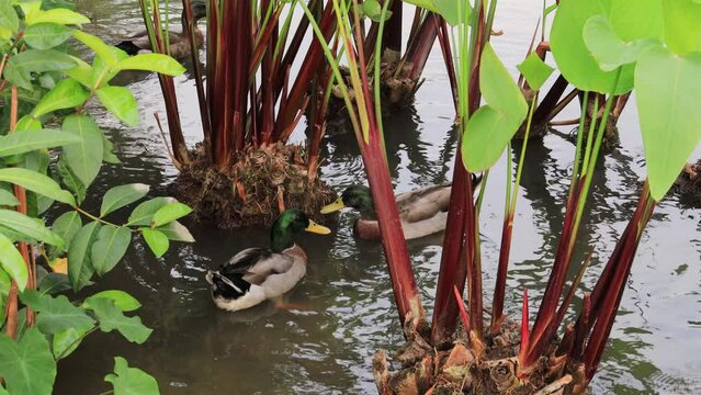 Mallard duck foraging under beautiful  red Thalia geniculata tree in the rippling blue waves  pond.Interesting high quality video photography in Yunlin County, Taiwan.