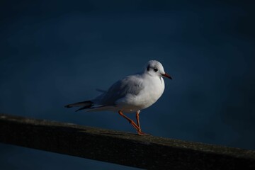 Obraz premium Seagull perched on a metal railing