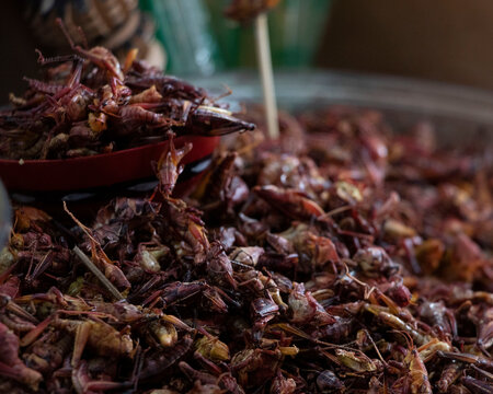 Mexican food, crispy grasshoppers
