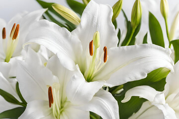 white tulips on a white background,
A bouquet of lilies on a white background lies