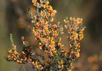 Orange wildflowers on a plant in the Australian bush