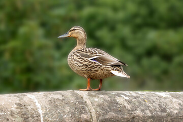 Pacific Black Duck Summer