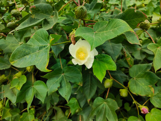 A field of unripe cotton flowers and bud with leaves