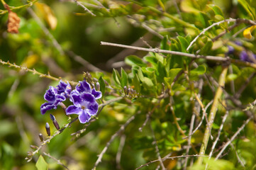 flowers in the garden