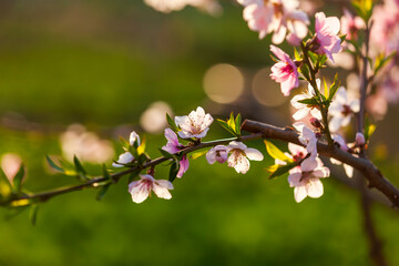 Peach trees blossom in spring