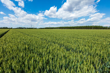 Wheat is growing in the field ,The wheat fields are under the blue sky and white clouds