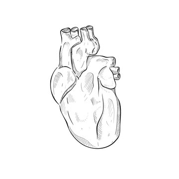 Heart handdrawn illustration