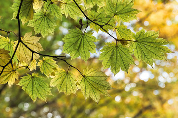 秋の里山と渓流風景