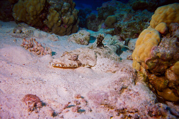 Crocodile Fish or 