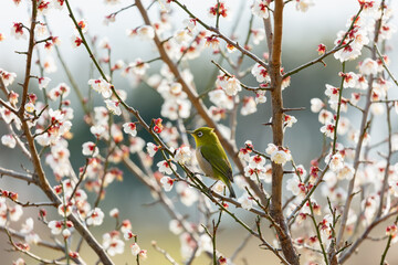 早春賦・梅の花とメジロ #03 / 山口県大島郡周防大島町外入