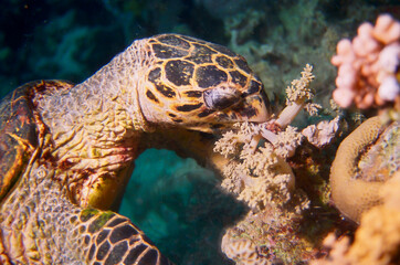 Close-up Hawksbill Sea Turtle in coral reef eating, Red Sea, Egypt.
