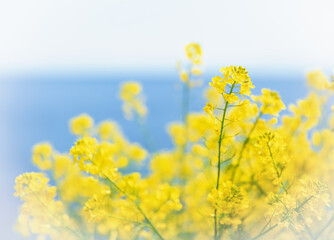 海辺の丘に咲く菜の花 / 山口県大島郡周防大島町