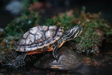 Close up of turtle in tropical forest