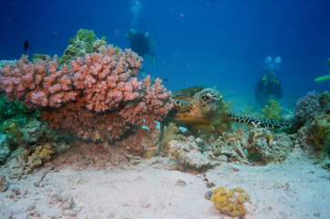Fototapeta na wymiar Hawksbill Sea Turtle, coral reef, and divers.