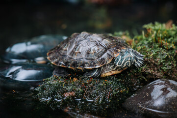 Close up of turtle in tropical forest