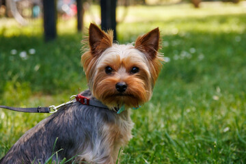 Yorkshire Terrier on a green grass in the park in autumn