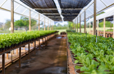 Young plant of variety of lettuce salad crop in organics farm for agriculture and vegetarian healthy consumption concept