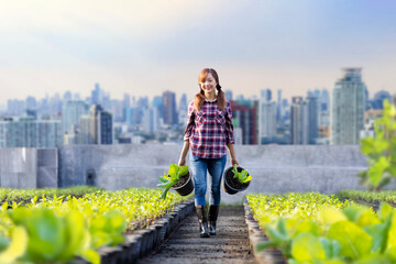 Asian woman gardener is growing organics vegetable while working at rooftop urban farming for city...