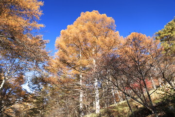 美し森、登山口で見守ってくれている木々