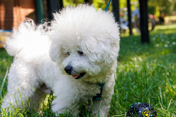 Bichon Frise dog in the park on sunny day.