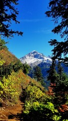 Fototapeta premium Mount Hood Beyond the Trees
