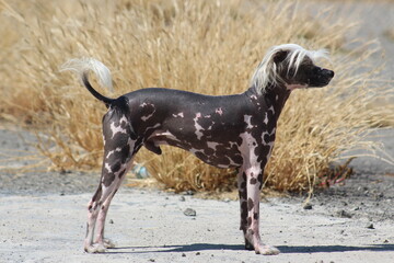 Perro pelon de raza crestado chino moteado en un paisaje con hierba amarilla en hd