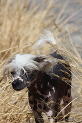 Perro pelon de raza crestado chino moteado en un paisaje con hierba amarilla en hd