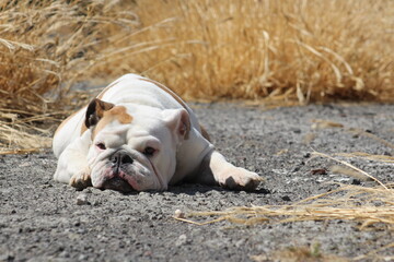 perro bulldog ingles blanco con cara tierna acostado y durmiendo en el suelo en un paisaje amarillo 