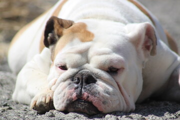 perro bulldog ingles blanco con cara tierna acostado y durmiendo en el suelo en un paisaje amarillo...