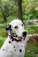 Very beautiful Dalmatian dog photography into the park