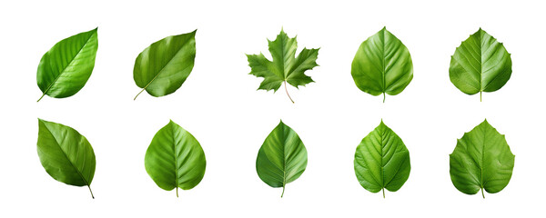 Collection of green leaves isolated on a transparent background - obrazy, fototapety, plakaty