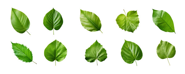 Collection of green leaves isolated on a transparent background