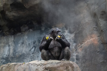 Hungry Chimpanzee eating fruit with both hands