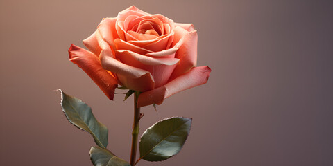 Fresh delicate rose and dark pink background. The Grace of a Rose.