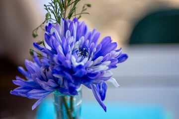 Blue Chrysanthemum Flower