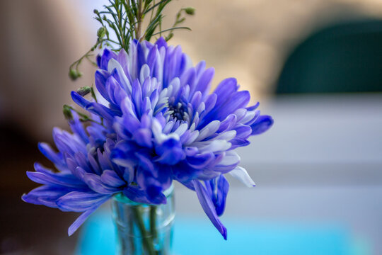 Blue Chrysanthemum Flower