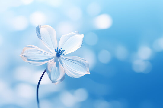Soft focus of a flower on a blue background in the style of bokeh panorama with copy space