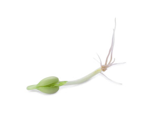 Fototapeta premium One sprouted kidney bean isolated on white