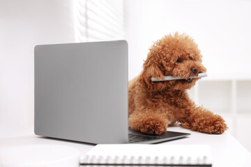 Cute Maltipoo dog chewing pen on desk near laptop at home