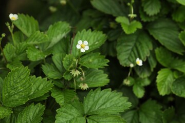 Wild strawberry bushes growing outdoors. Seasonal berries