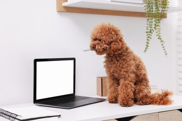 Cute Maltipoo dog chewing pen on desk near laptop at home