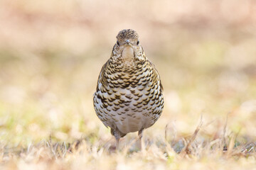 芝生の上のトラツグミ正面