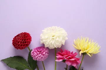 Wandcirkels plexiglas Beautiful dahlia flowers on violet background, flat lay. Space for text © New Africa