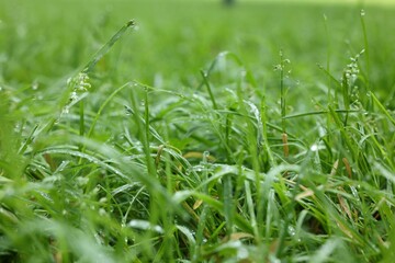Fresh green grass with water drops growing outdoors in summer, closeup