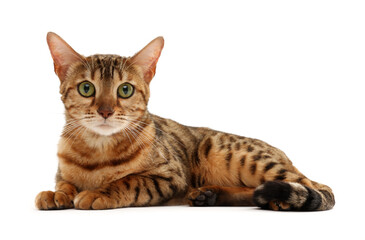 Cute Bengal cat on white background. Adorable pet
